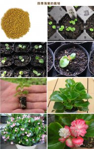 海棠种子怎么种植方法 种植海棠种子的步骤
栽培海棠种子的技巧