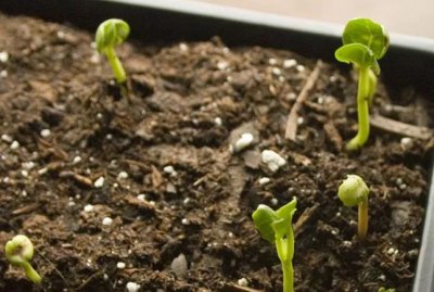 茉莉种子怎么种植方法 如何种植茉莉花种子？