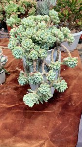 多肉劳尔怎么繁殖 多肉植物如何进行繁殖？