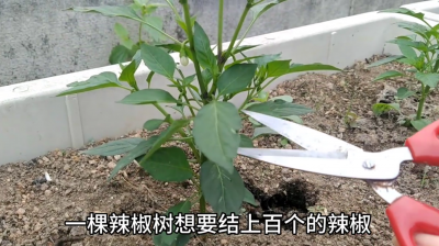 辣椒怎么剪枝 辣椒的修剪技巧