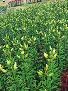 种植百合花赚钱吗 百合花种植是否具有盈利性？