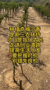 种植沉香赚钱吗 沉香树种植是否具有盈利性？
