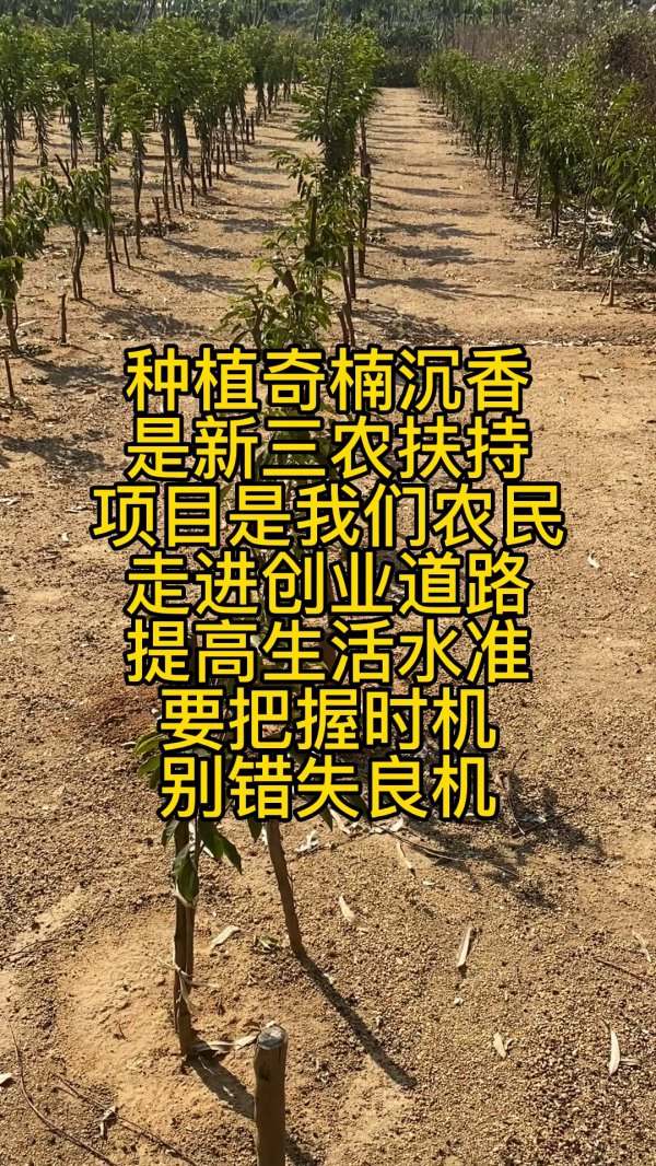 种植沉香赚钱吗
