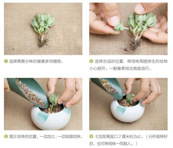 多肉种子怎么种植方法 如何种植多肉种子？
多肉种子的种植方法