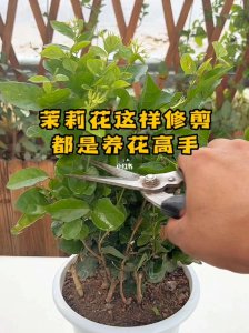 茉莉花怎么剪枝 如何修剪茉莉花？ 
茉莉花的剪枝技巧