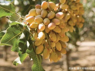 种植开心果赚钱吗 种植开心果是否能够盈利？