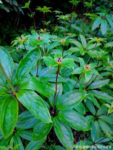 种植七叶一枝花赚钱吗 种植七叶一枝花是否可盈利？