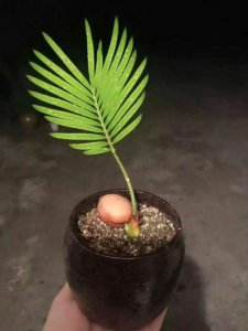 铁树种子怎么种植方法 种植铁树种子的方法
