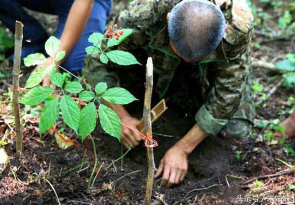 种植人参赚钱吗