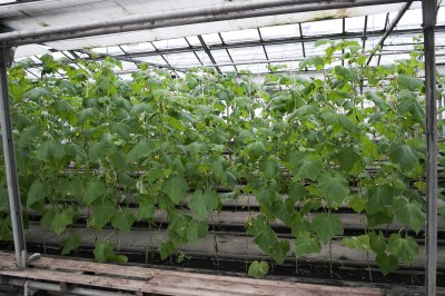 丝瓜种子怎么种植方法 怎样种植丝瓜种子？
丝瓜种子的种植步骤