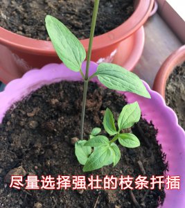 铁线莲什么时候扦插最好 铁线莲最佳扦插时间是什么时候？