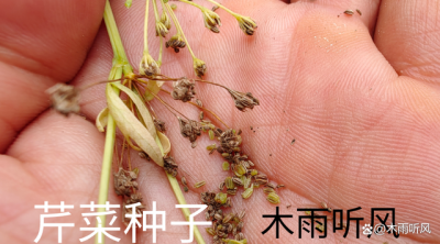 芹菜种子怎么种植方法 种植芹菜种子的步骤

栽种芹菜的方法