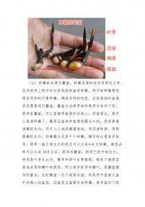 莲花种子怎么种植方法 莲花如何种植种子