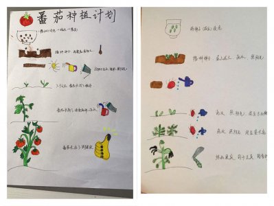 柿子种子怎么种植方法 种植柿子种子的步骤
种植柿子的方法