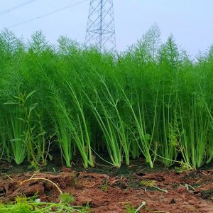 茴香种子怎么种植方法 种植茴香种子的方法
种茴香种子的步骤