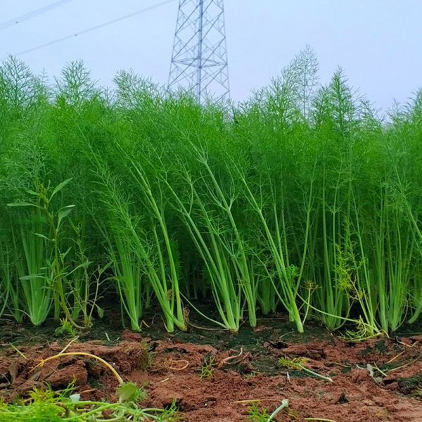茴香种子怎么种植方法