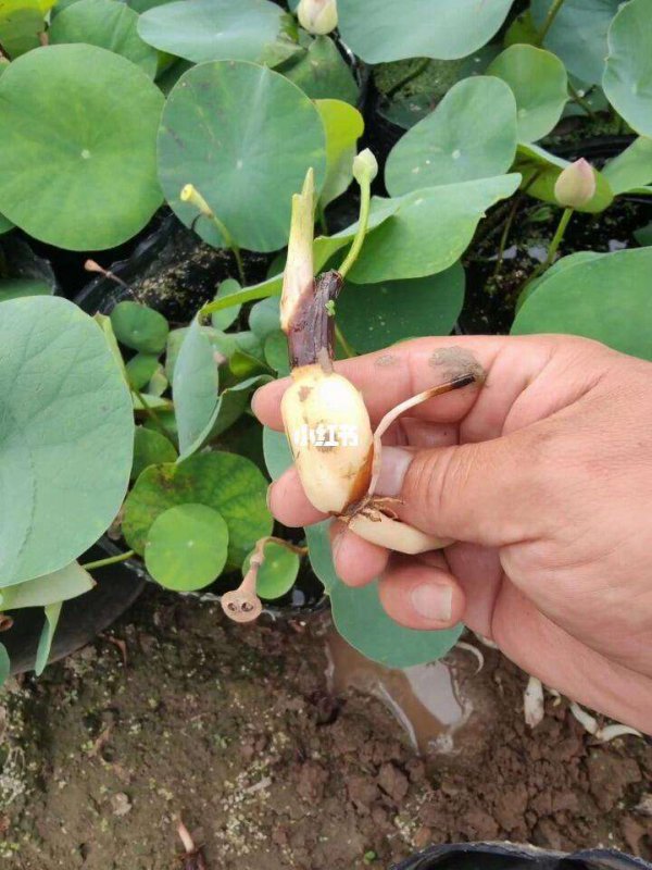 莲藕种子怎么种植方法