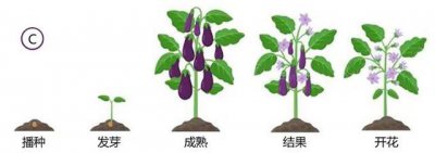 茄子种子怎么种植方法 种植茄子种子的方法
栽种茄子种子的步骤