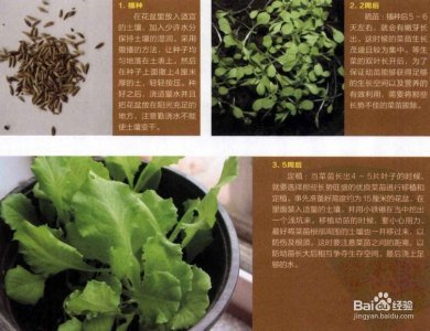 生菜种子怎么种植方法 生菜种子的种植技巧