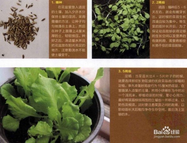 生菜种子怎么种植方法
