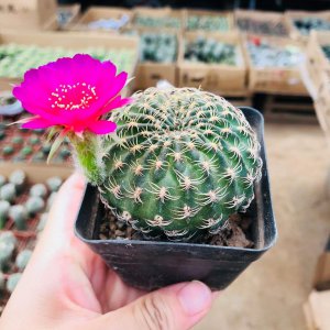 仙人球喜阴还是喜阳的植物 仙人球是喜欢阳光还是阴凉的植物？