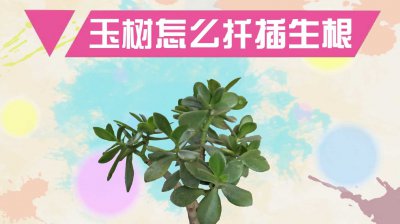 绿玉树怎么繁殖 绿玉树的繁殖方法是什么？