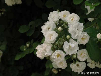 什么花代表自负自恋 以牡丹花代表自负自恋
自恋的象征牡丹花
