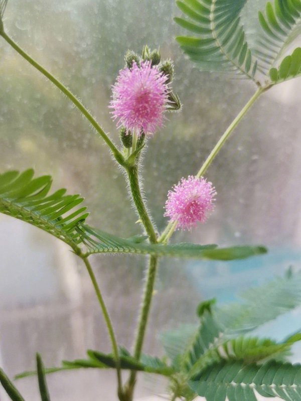 含羞草开花预示着什么意思
