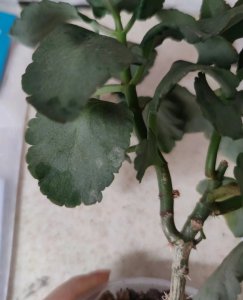 长寿花多长时间浇一次水 长寿花需定期浇水