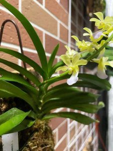 兰科代表植物 兰科标志性植物
