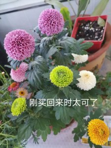 乒乓球菊的花语是什么意思 乒乓球菊花的象征意义是什么？