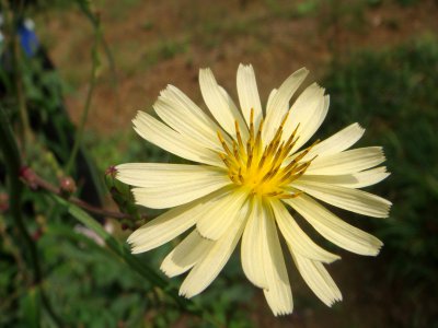 菊科代表植物 菊科典代 plant
