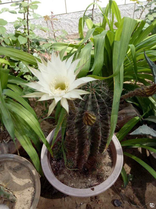 刺球开花有什么寓意
