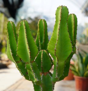 大戟科代表植物 大戟科植物代表