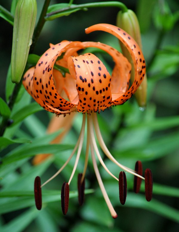 百合科代表植物