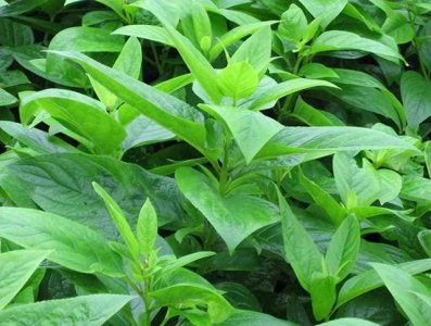玄参科代表植物 以玄参科植物为代表
玄参科植物的代表