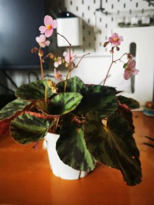秋海棠一年开几次花 秋海棠一年开几季花？