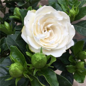 牡丹栀子花一年开几次花 牡丹栀子花每年开几次花？