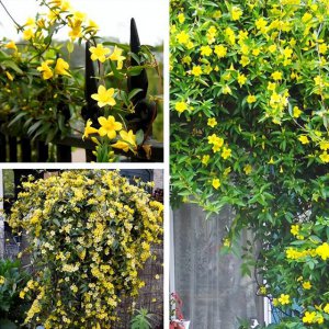 法国香水茉莉一年开几次花 法国茉莉花一年开几次花