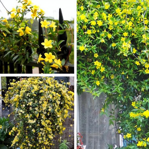 法国香水茉莉一年开几次花