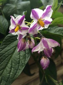 人参果几月份开花结果 人参果何时开花结果？