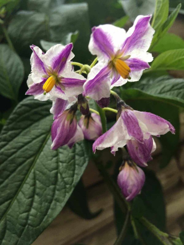 人参果几月份开花结果