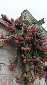 仙人掌几月份开花结果 仙人掌何时开花结果