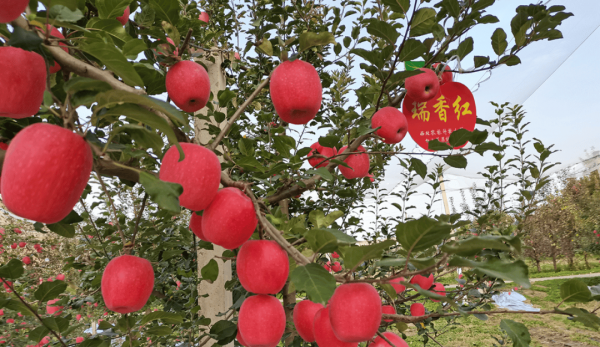 苹果树几月份开花结果