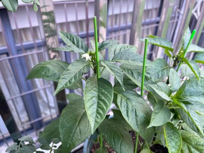辣椒几月份开花结果 辣椒什么时候能开花结果？