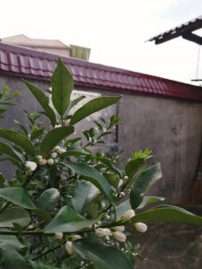 金桔树几月份开花结果 金桔树什么时候开花结果？