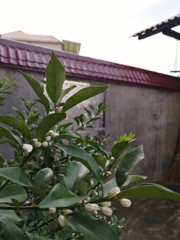 金桔树几月份开花结果