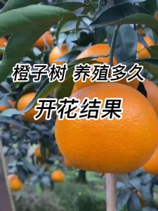 橙子几月开花几月结果 橙子何时开花结果
橙子花期果期