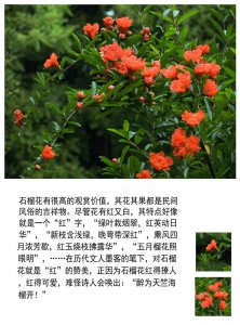 石榴几月开花几月结果 石榴开花结果的时间是什么？