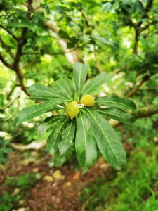杨梅几月开花几月结果 杨梅花果期
杨梅花果季